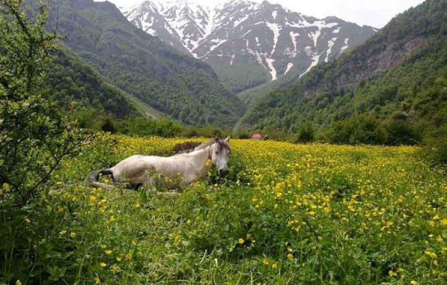 دشت دریاسر –  آلپ ایران